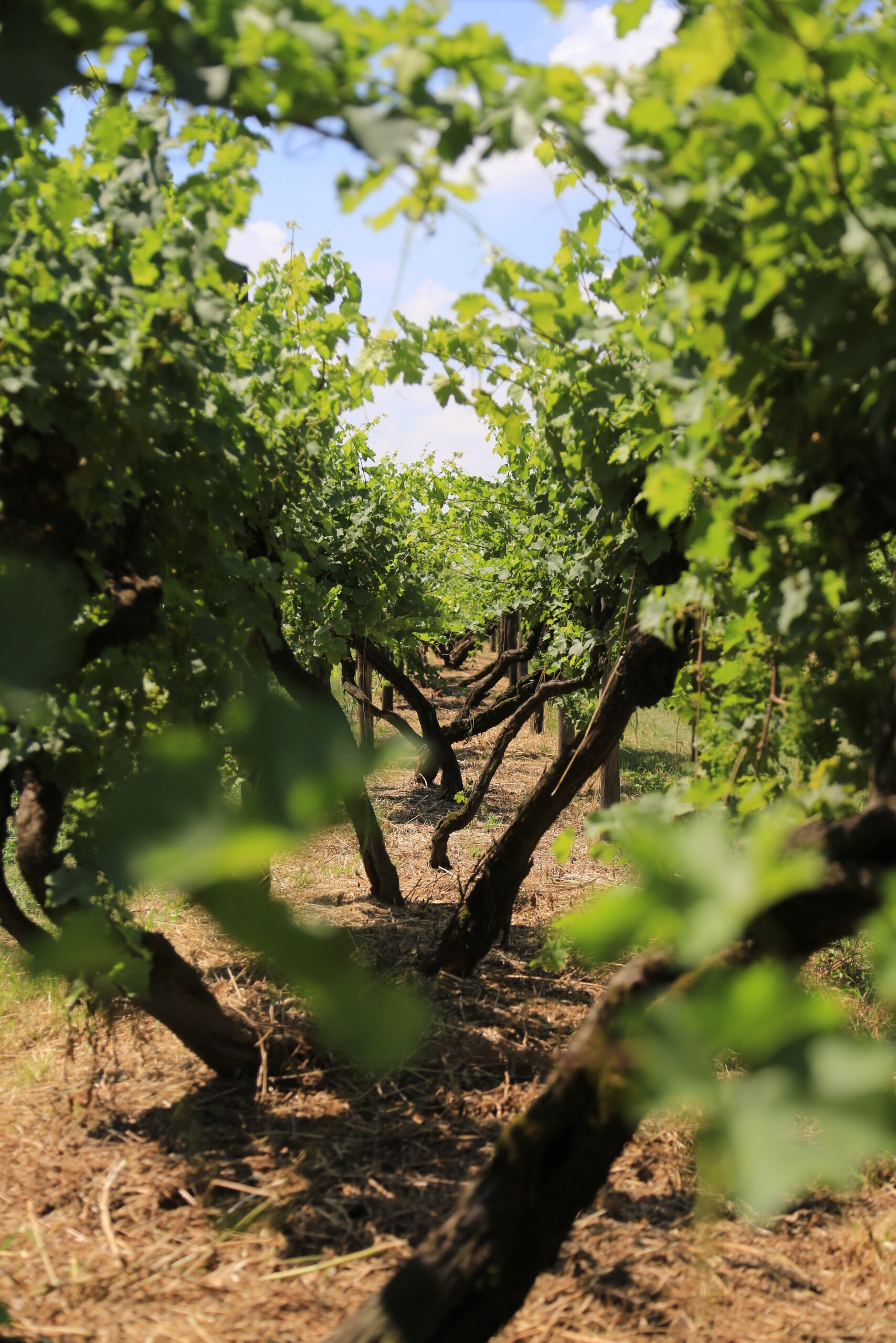 Cento viti, cento anni, cento ragioni di difendere una importante eredità